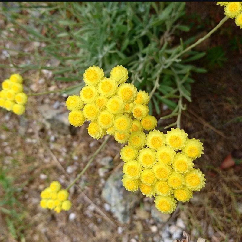 Helichrysum (Curry Plant)