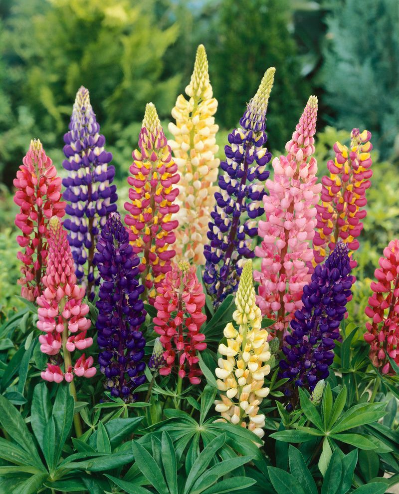Lupine