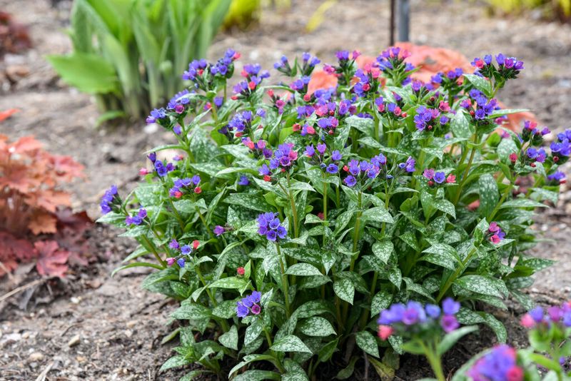 Lungwort