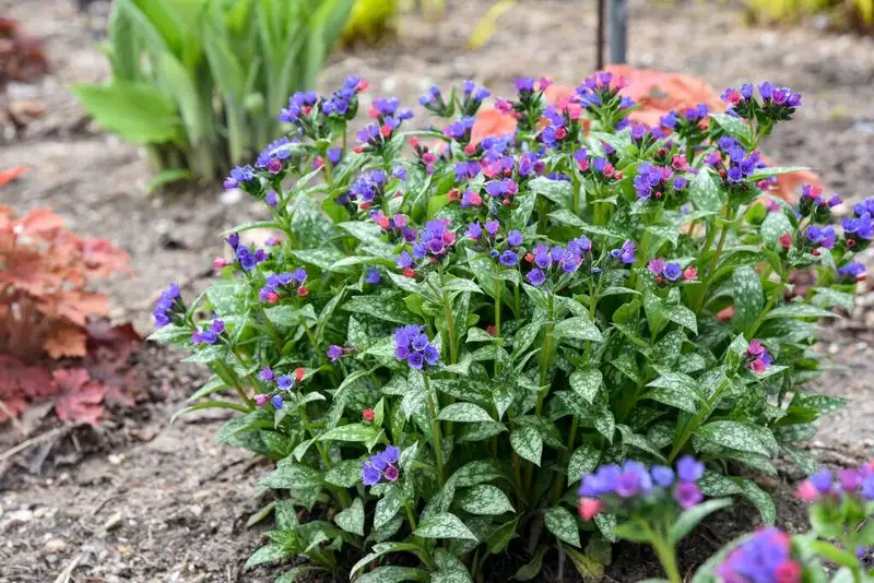 Lungwort