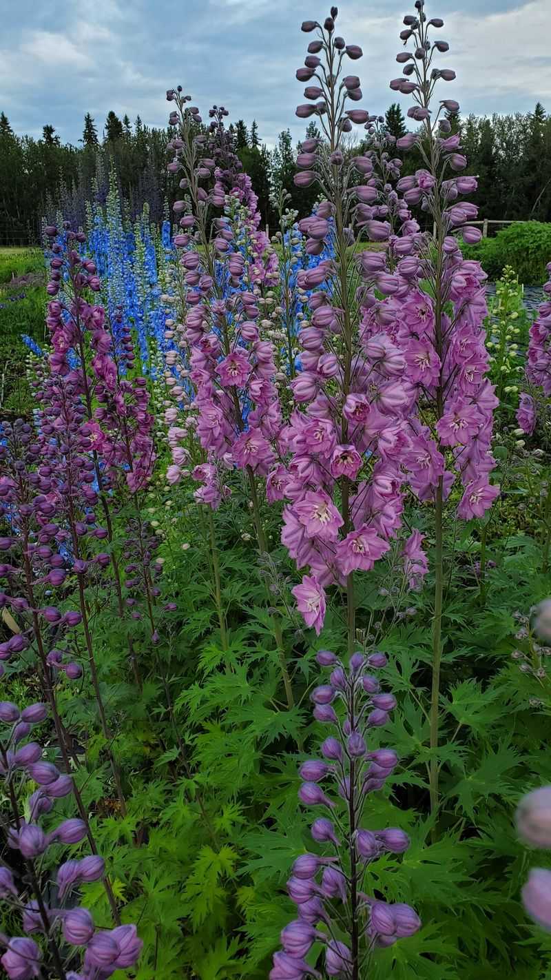 Delphinium