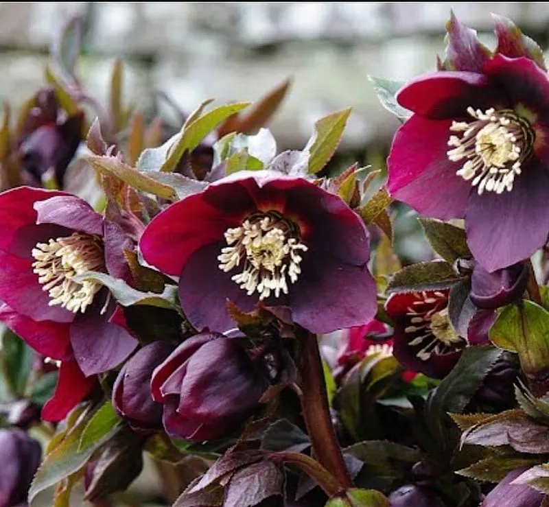 Hellebore