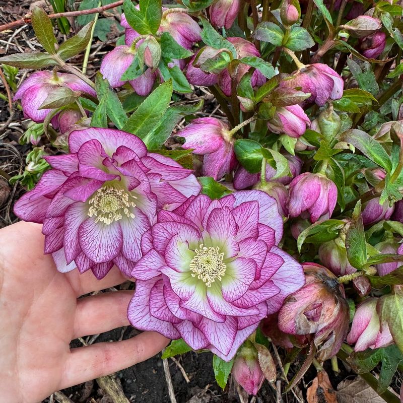 Hellebore