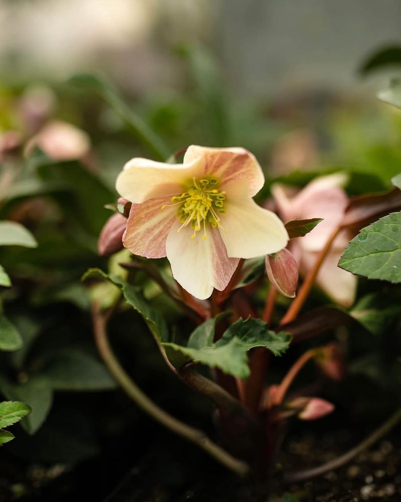 Hellebores
