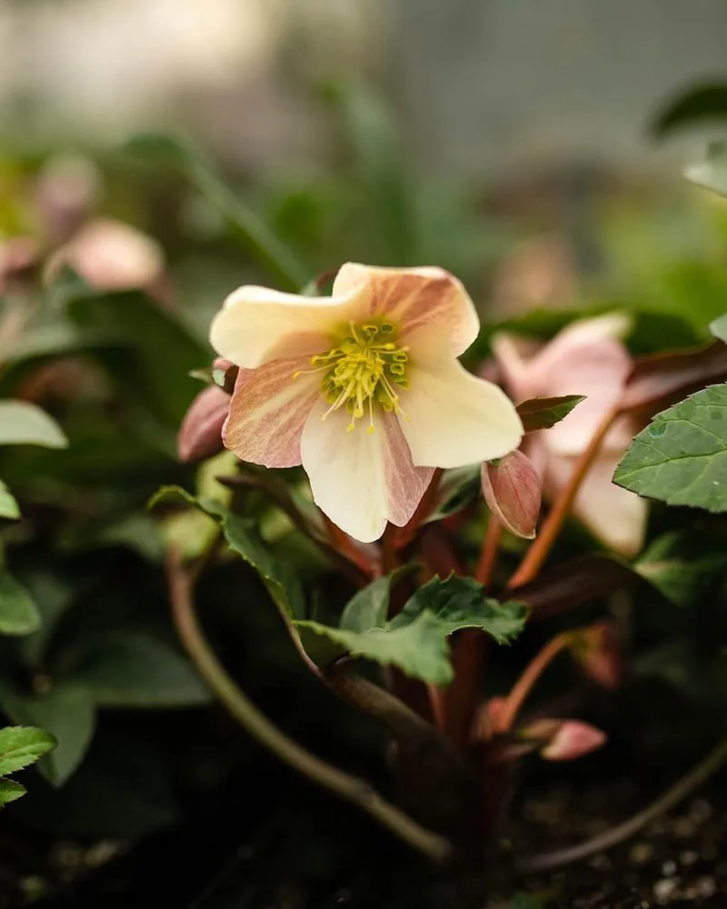 Hellebores