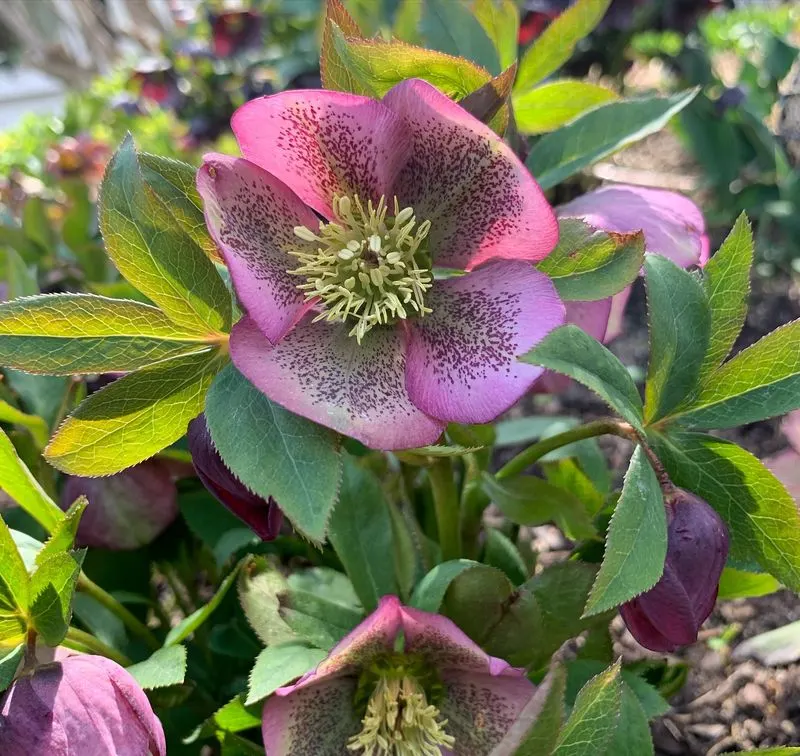 Hellebores