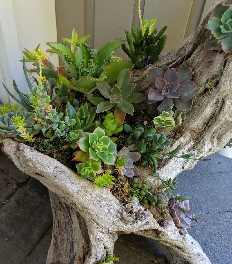 Succulent Showcase Stump