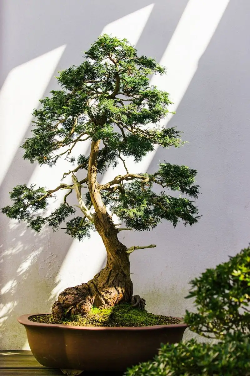 Bonsai Display