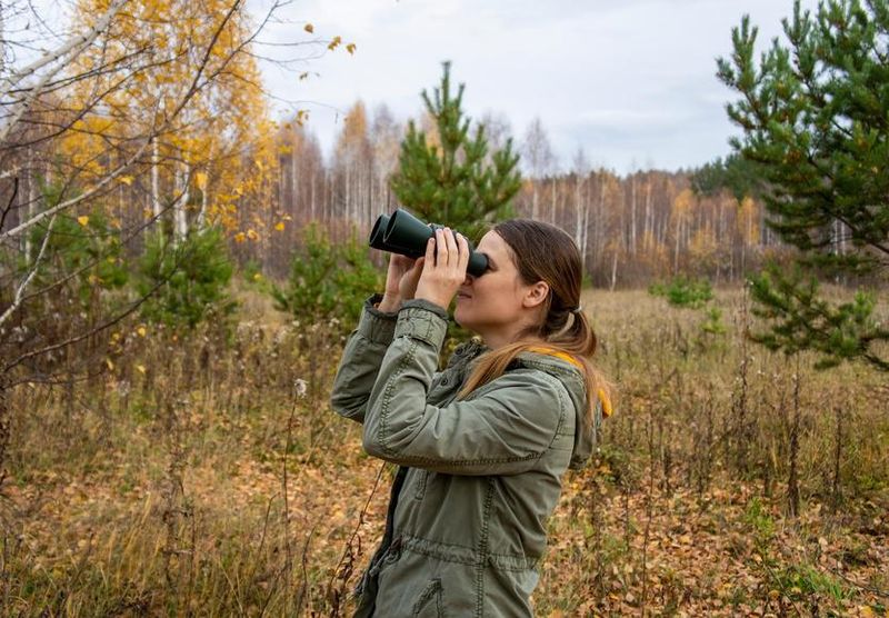 Birdwatching Hideaway