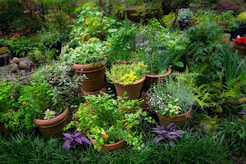 Herbal Medicine Gardens