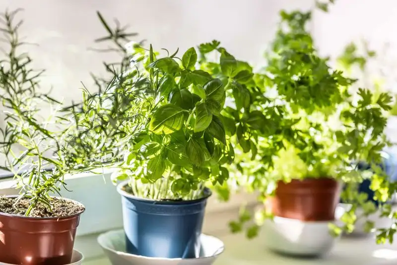 Herbs (Basil, Oregano, Parsley)