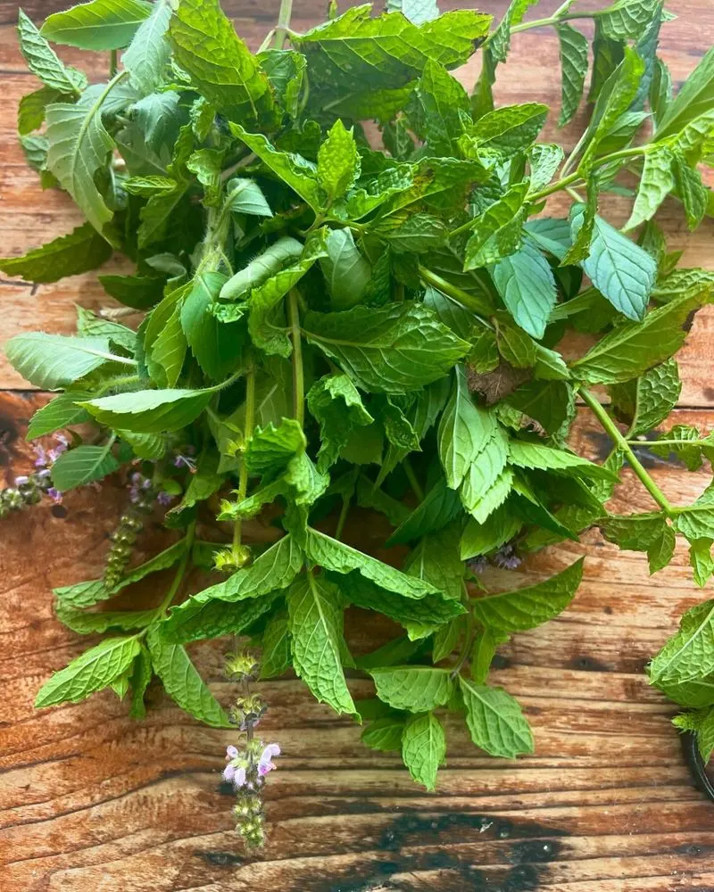 Herbs - Basil