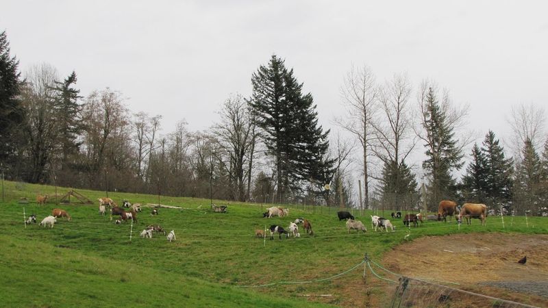Heritage Livestock Integration