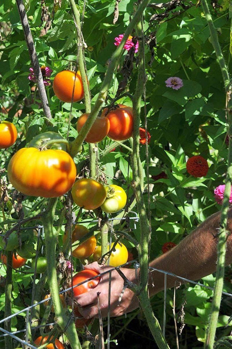 Heritage Plant Heirlooms