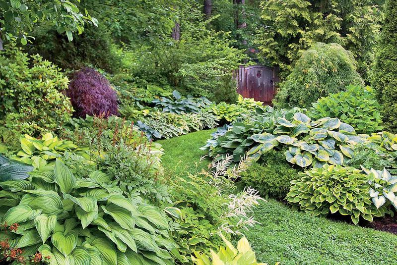 Hosta