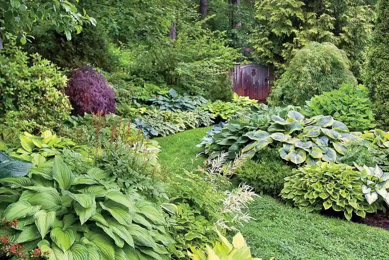 Hosta
