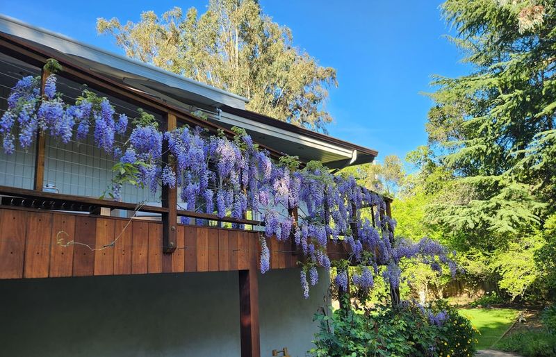 Wisteria
