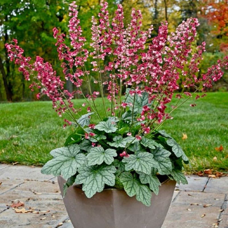Heuchera