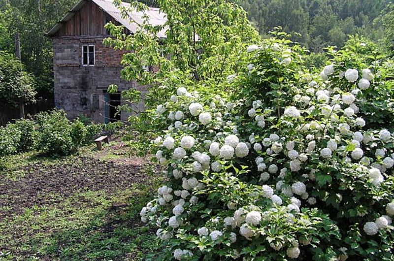 Viburnum