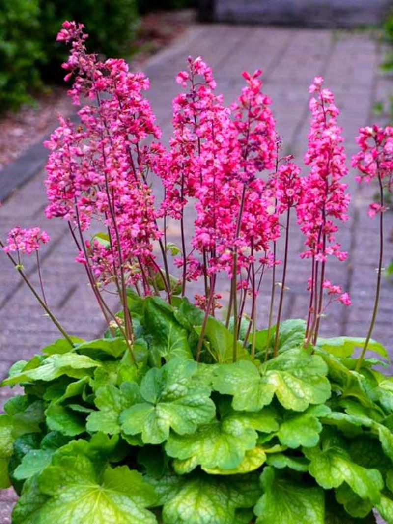 Heuchera