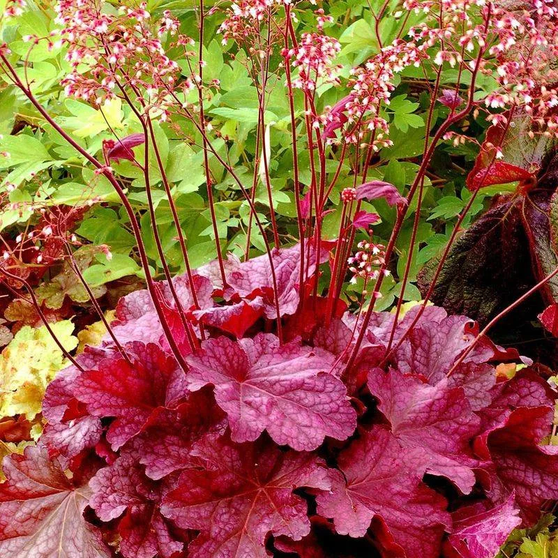 Heucheras