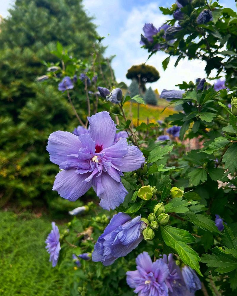 Rose of Sharon