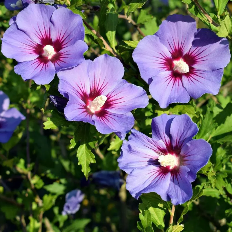 Hibiscus