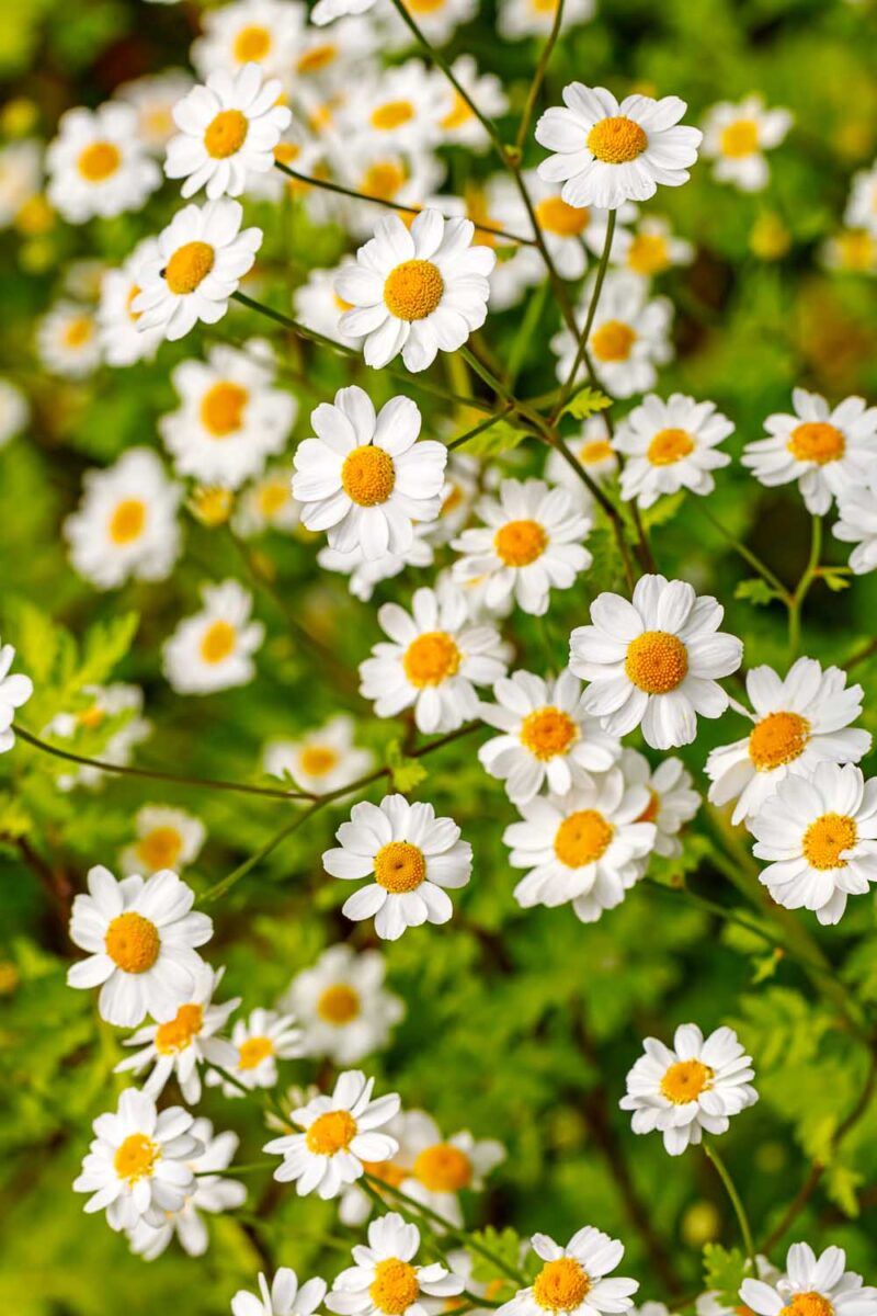 Feverfew