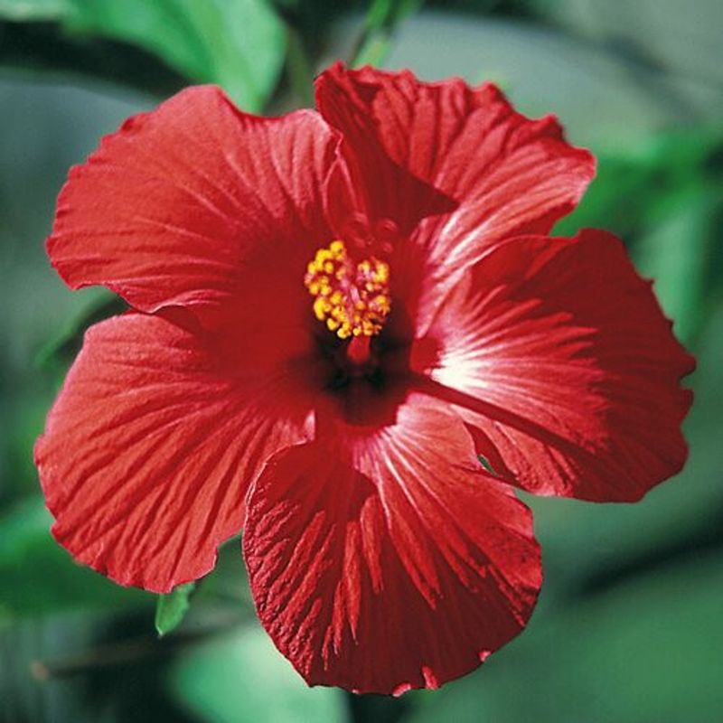 Hibiscus