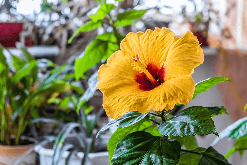 Hibiscus