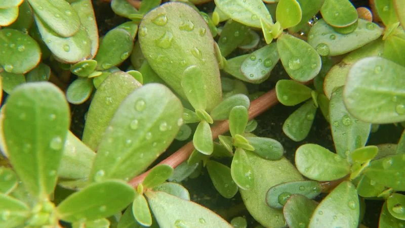 Mineral-Rich Composition