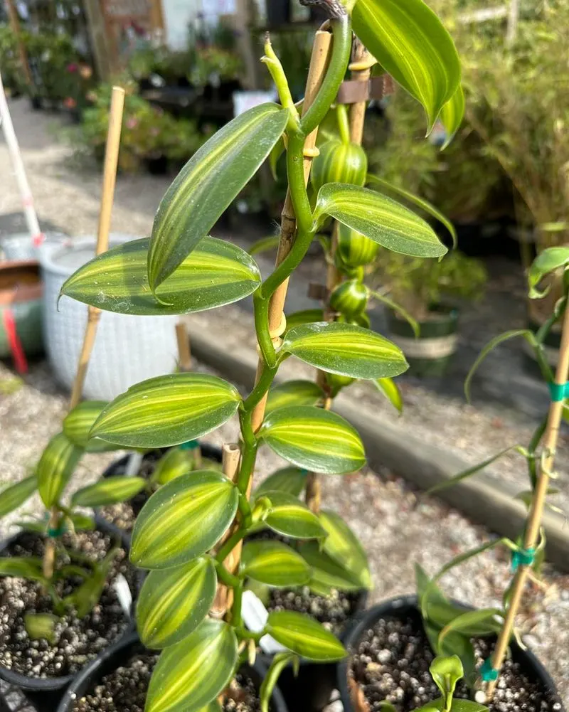 Hints of Vanilla