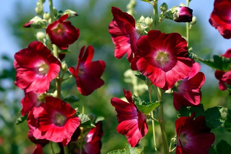 Holiness of Hollyhocks