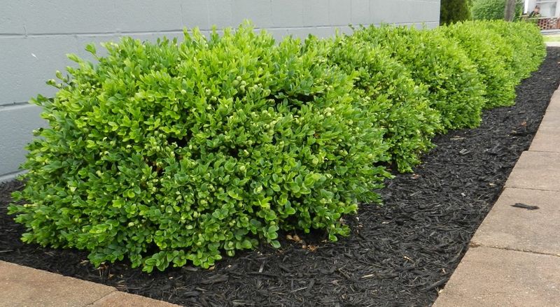 Boxwood