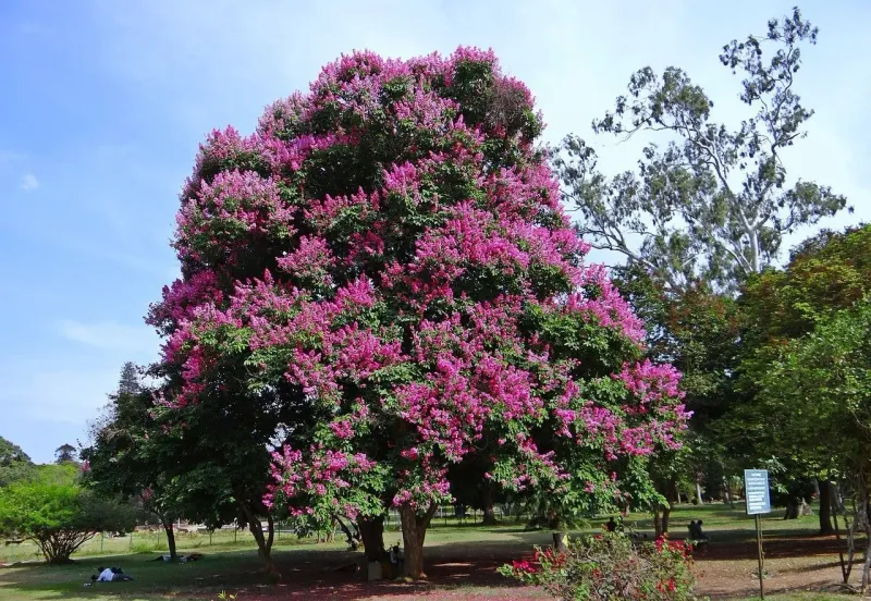 Crape Myrtle