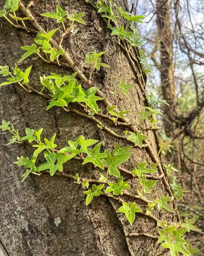 Ivy