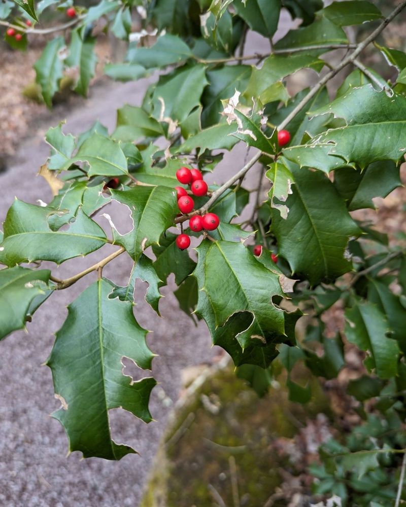 Holly