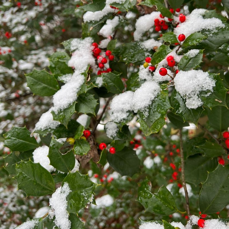 Holly