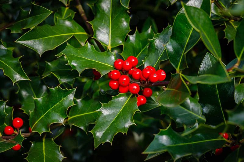 Holly