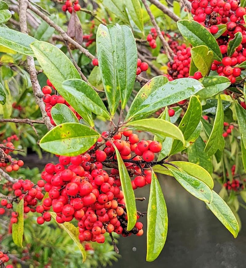 Holly