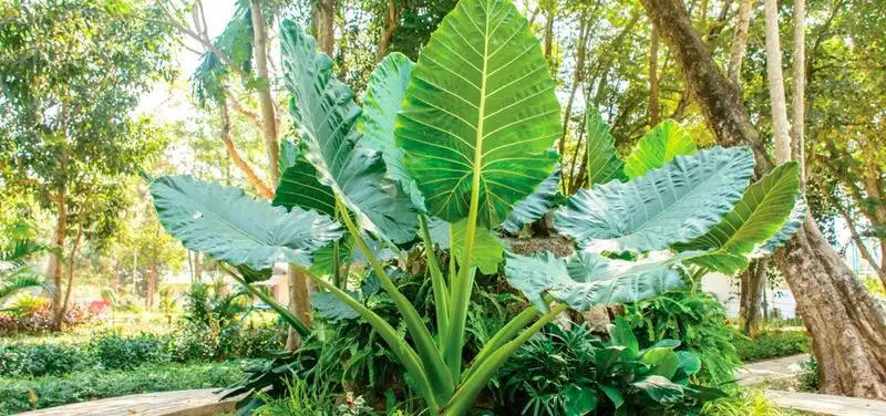 Elephant Ear (Alternative to Castor Oil Plant)