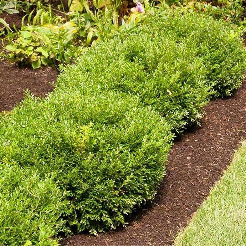 Holly Shrubs