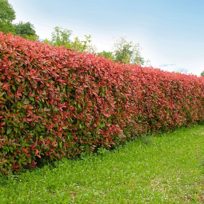 Photinia