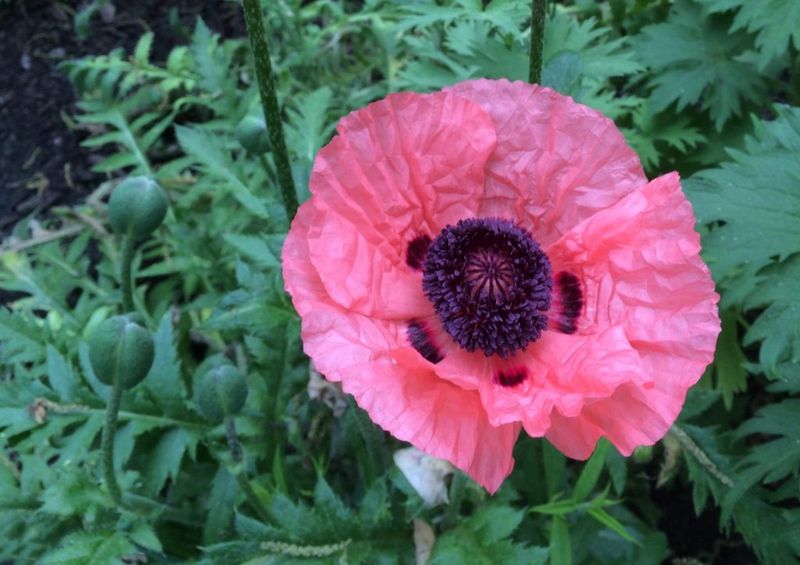 Poppies