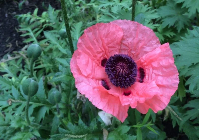 Poppies