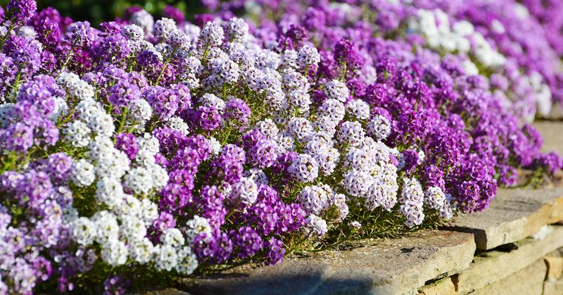 Sweet Alyssum