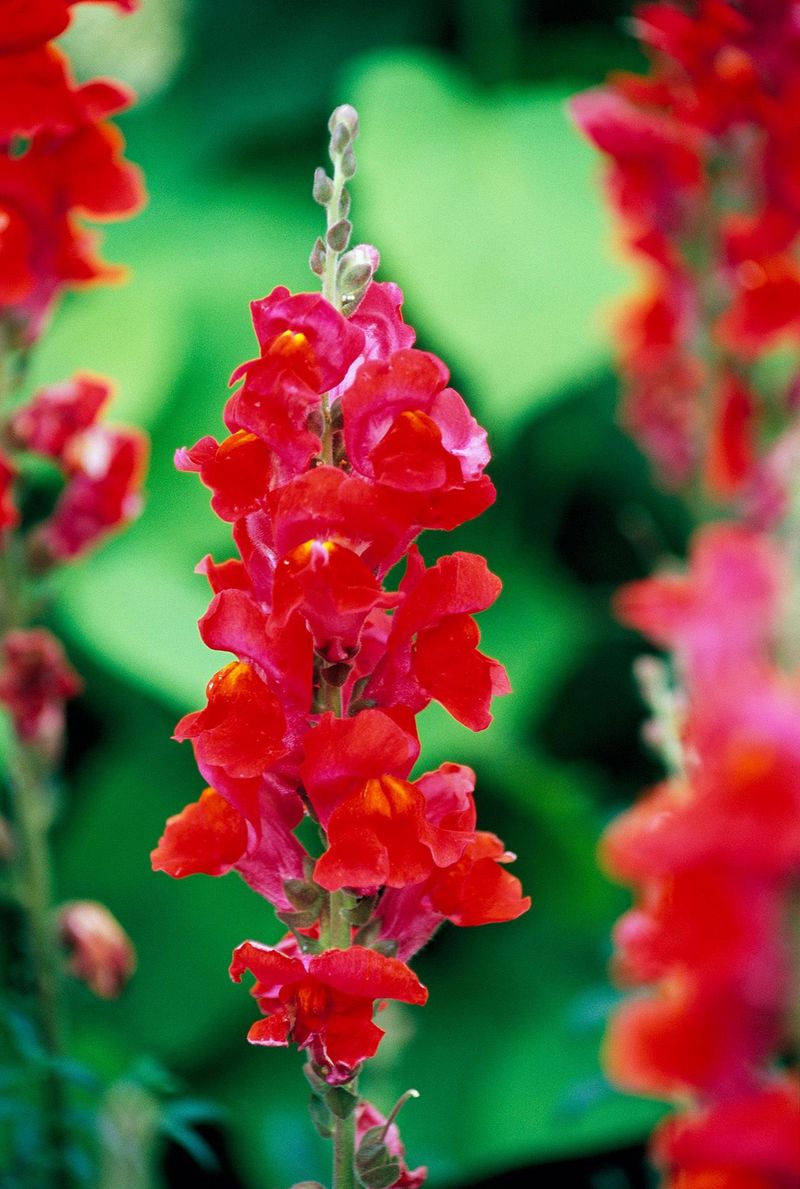Snapdragon