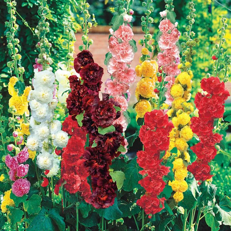 Hollyhock