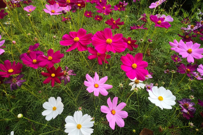 Cosmos