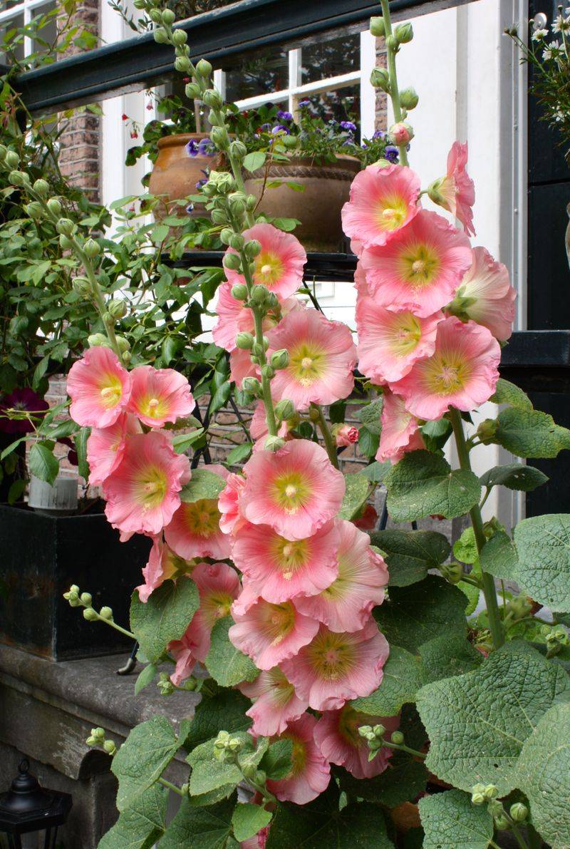 Hollyhocks